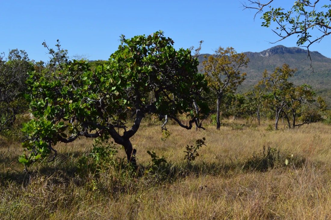 Vegetação de Cerrado